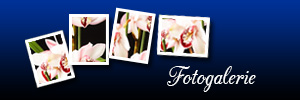 fotogalerij-DE
