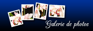 fotogalerij-FR