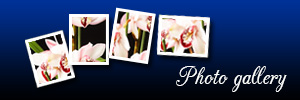 fotogalerij-IT