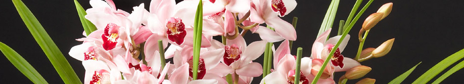 header017.jpg