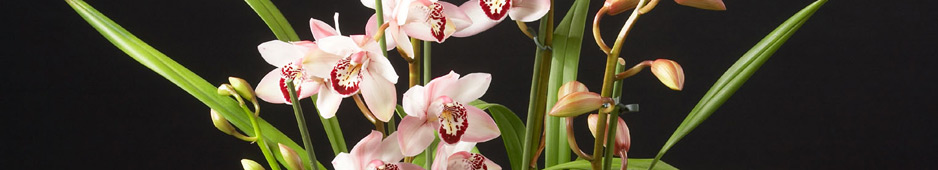 header037.jpg