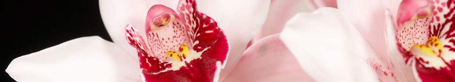 header040.jpg